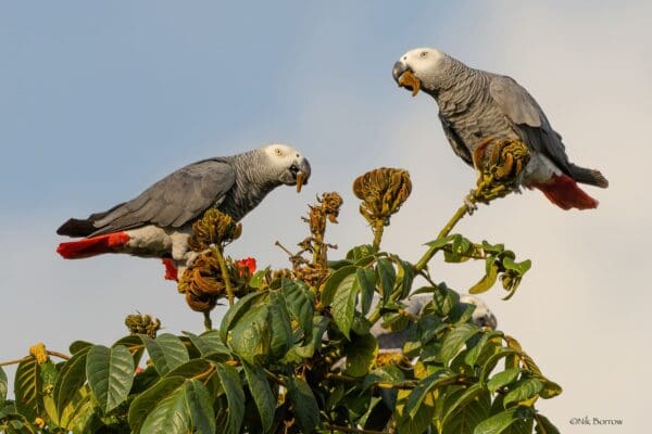 Wild Grey Parrots perch atop a tree