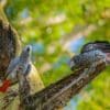 A pair of wild Grey Parrots perches near a tree cavity