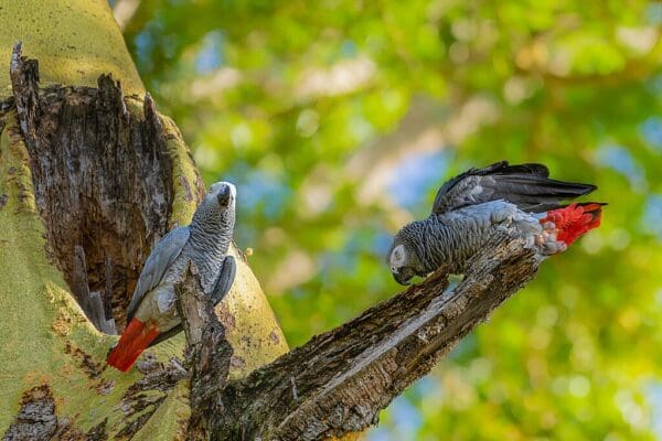 A pair of wild Grey Parrots perches near a tree cavity