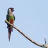 A wild Grey-breasted Conure perches on the end of a branch