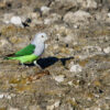 A wild Grey-headed Lovebird walks along the ground