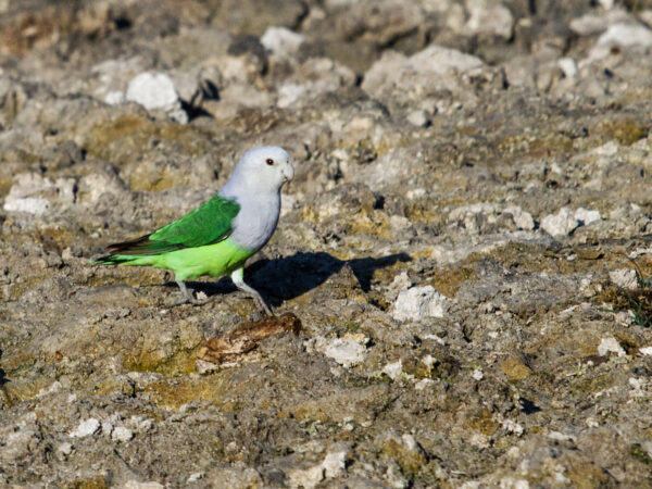 A wild Grey-headed Lovebird walks along the ground