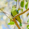 A wild female Grey-headed Lovebird perches in a tree