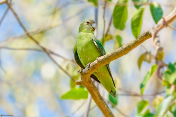 A wild female Grey-headed Lovebird perches in a tree