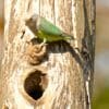 A wild Grey-headed Lovebird clings to a tree trunk above a nest cavity
