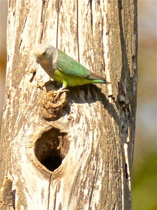A wild Grey-headed Lovebird clings to a tree trunk above a nest cavity