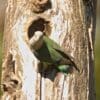 A wild Grey-headed Lovebird perches near a tree cavity