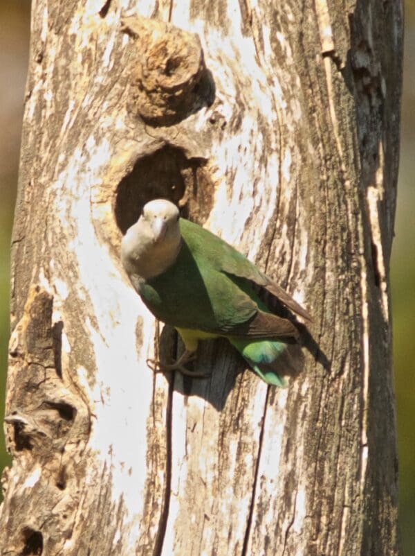 A wild Grey-headed Lovebird perches near a tree cavity