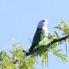 A wild Grey-headed Lovebird perches in a tree