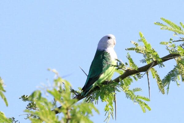 A wild Grey-headed Lovebird perches in a tree