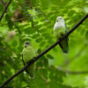 Wild Grey-headed Lovebirds, female left, male right perch on a branch