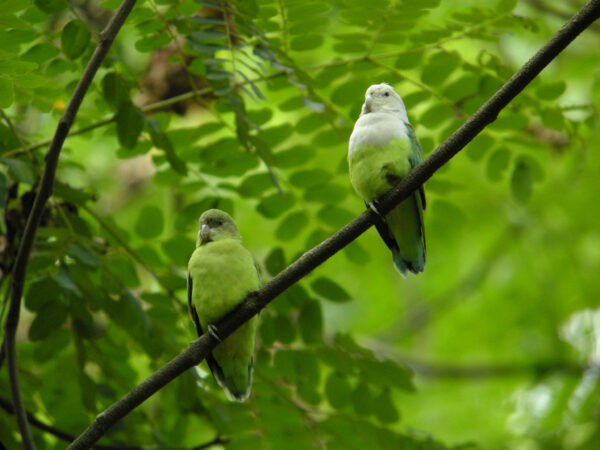 Wild Grey-headed Lovebirds, female left, male right perch on a branch