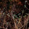 Wild Grey-headed Lovebirds gather in a tree