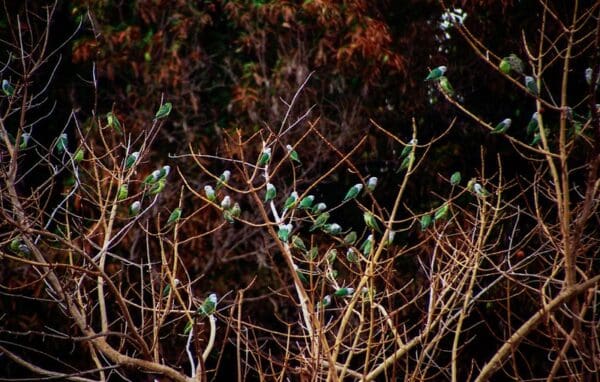 Wild Grey-headed Lovebirds gather in a tree