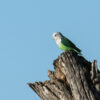 A wild Grey-headed Lovebird perches on a stump