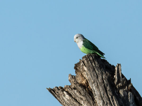 A wild Grey-headed Lovebird perches on a stump