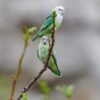 Wild Grey-headed Lovebirds cling to a branch