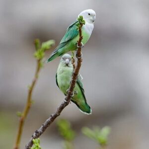 Wild Grey-headed Lovebirds cling to a branch