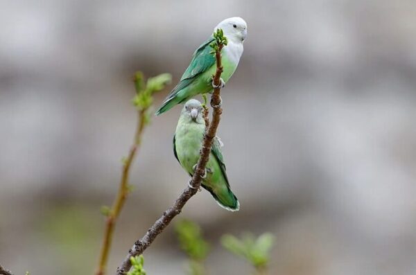 Wild Grey-headed Lovebirds cling to a branch