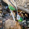 Wild Grey-headed Lovebirds, female left, male right, perch on the ground