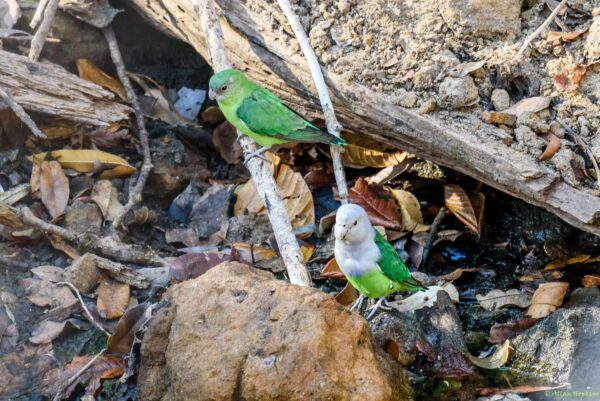 Wild Grey-headed Lovebirds, female left, male right, perch on the ground