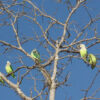 Wild Grey-headed Lovebirds perch in a tree
