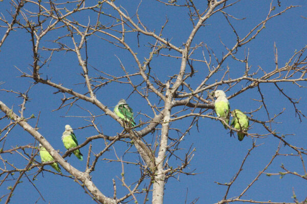 Wild Grey-headed Lovebirds perch in a tree