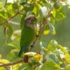 A wild Green-cheeked Conure perches in a tree