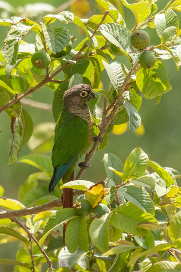 A wild Green-cheeked Conure perches in a tree