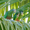 Wild Hispaniolan Amazons perch on a palm leaf