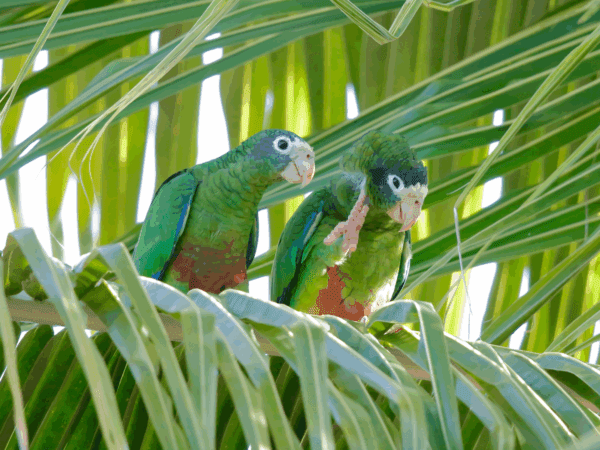 Wild Hispaniolan Amazons perch on a palm leaf