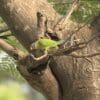 A wild Grey-headed Parakeet creeps along a branch