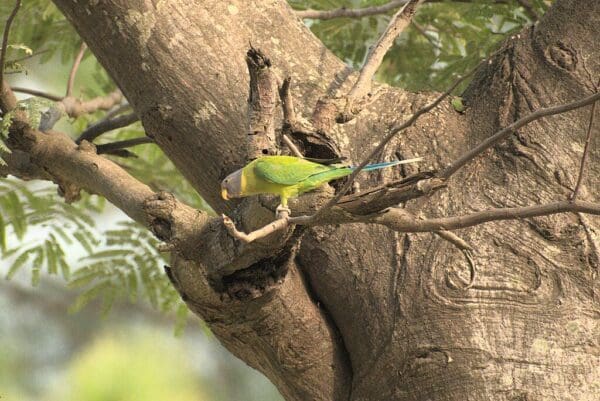 A wild Grey-headed Parakeet creeps along a branch