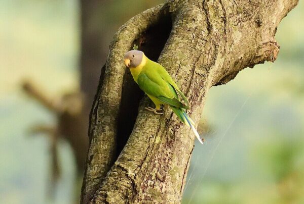 A wild Grey-headed Parakeet perches near a tree cavity