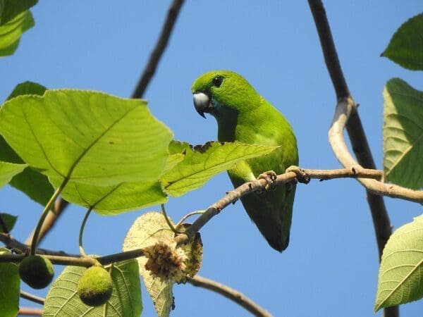 A wild female Guaiabero perches in a tree