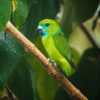 © Kirkamon Cabello, CC BY-SA 4.0 via Wikimedia Commons A wild male Guaiabero perches on a branch