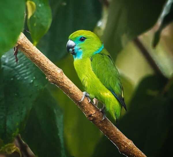 A wild male Guaiabero perches on a branch