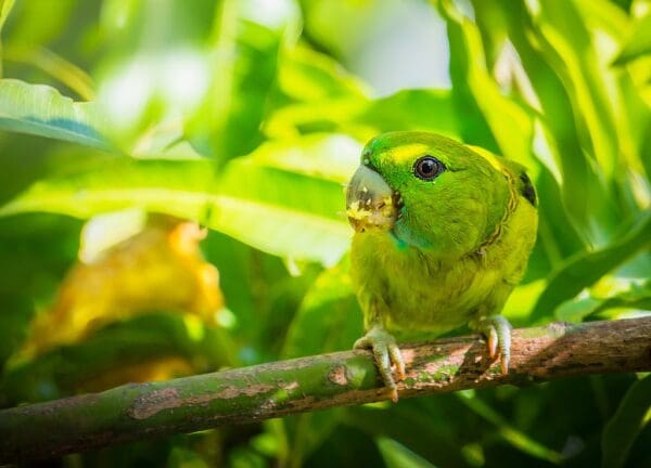 A wild female Guaiabero perches in a tree