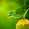 © Kirkamon Cabello, CC BY-SA 4.0 via Wikimedia Commons A wild male Guaiabero feeds on fruit