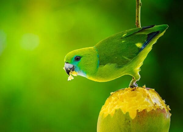 A wild male Guaiabero feeds on fruit