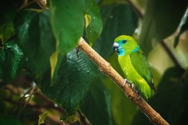 A wild Guaiabero perches in a tree
