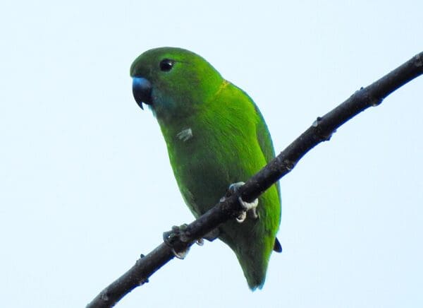 A wild female Guaiabero perches in a tree