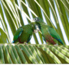 Wild Hispaniolan Amazons perch on a palm leaf