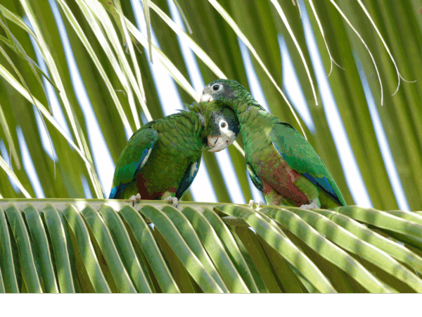 Wild Hispaniolan Amazons perch on a palm leaf