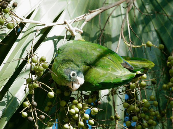A wild Hispaniolan Amazon forages on berries