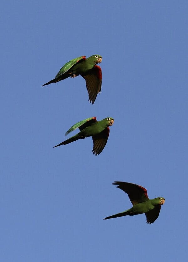Wild Hispaniolan Conures in flight