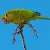 A wild Hispaniolan Conure perches atop a branch