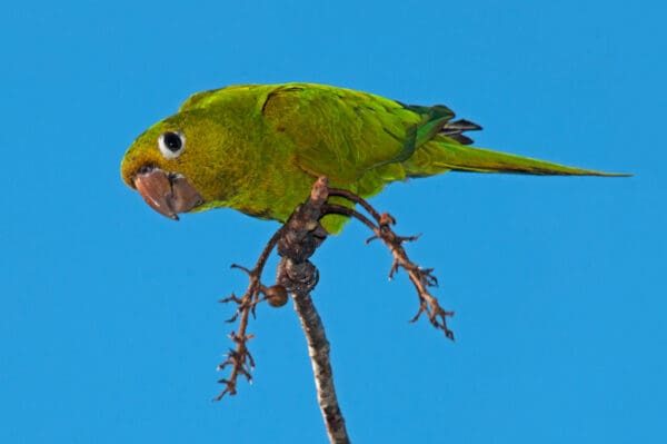 A wild Hispaniolan Conure perches atop a branch