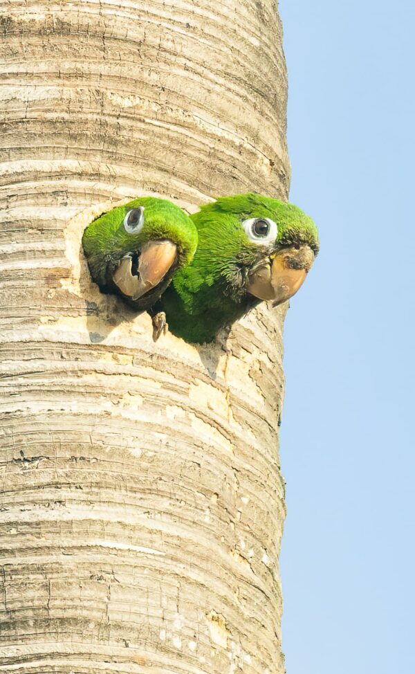 Wild Hispaniolan Conures peer out of a nest cavity