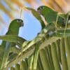 Wild Hispaniolan Conure perch on a palm frond